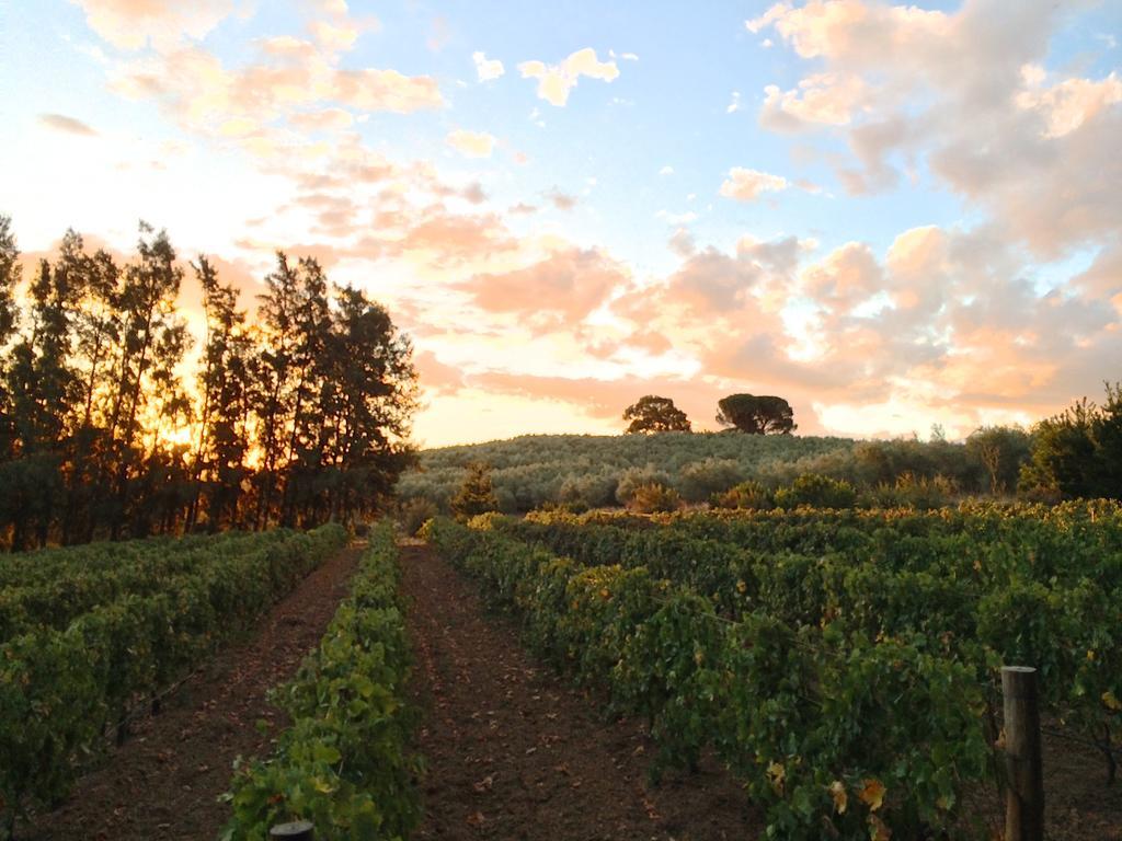 Гостевой дом Calais Wine Estate Парл Экстерьер фото